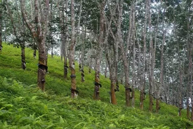 西双版纳最全景点概述，最后两个景点，来西双版纳绝对不能错过！