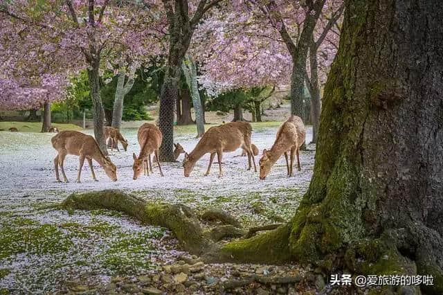 超详细攻略奉上！告诉你为什么去日本一定要选关西！