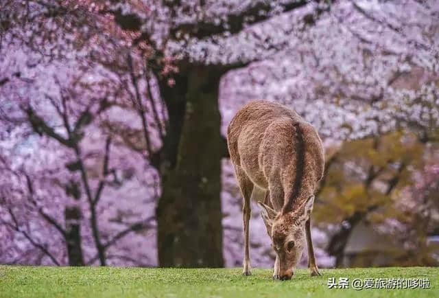 超详细攻略奉上！告诉你为什么去日本一定要选关西！