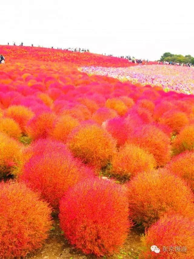 旅游狂人推荐，日本秋季最值得去的景点圣地