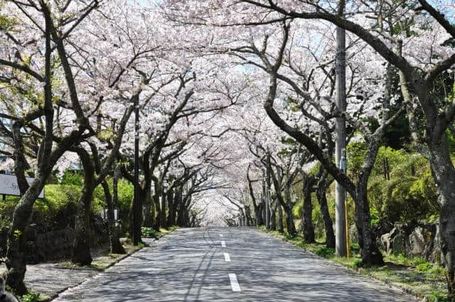 四月是你的樱花祭，日本旅游景点推荐