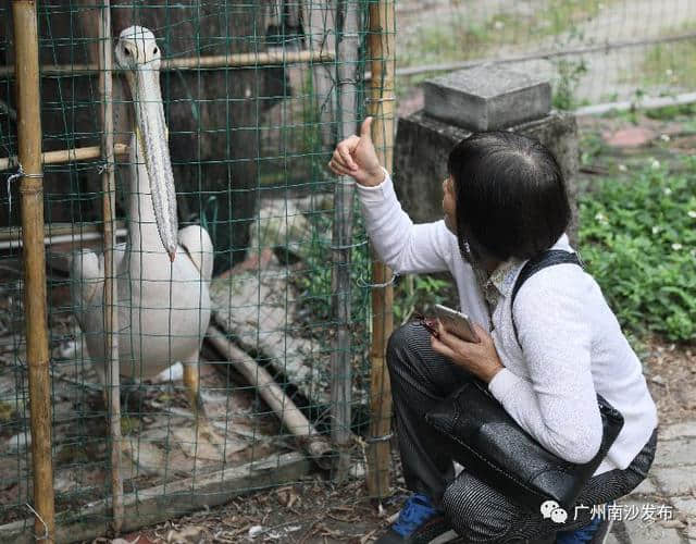 带你体验“第二候船厅”！南沙推出“邮轮+景区”旅游新模式