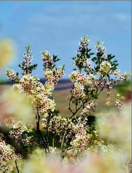 走，我们一起去白银菁茂万亩文冠果茶园赏花品茶.......