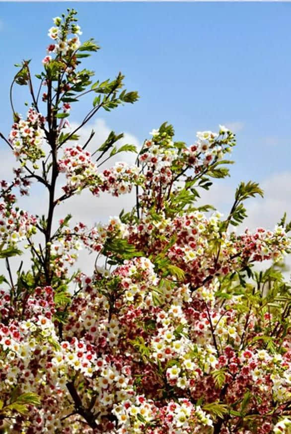 走，我们一起去白银菁茂万亩文冠果茶园赏花品茶.......