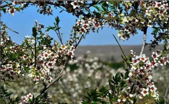 走，我们一起去白银菁茂万亩文冠果茶园赏花品茶.......