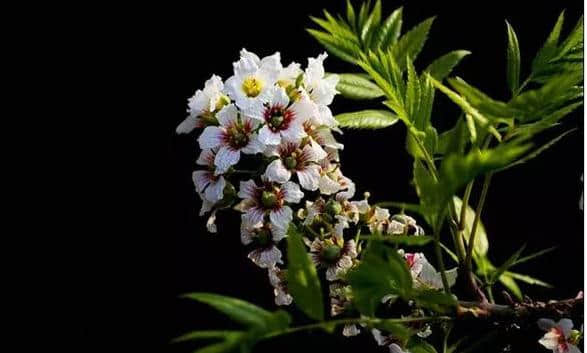 走，我们一起去白银菁茂万亩文冠果茶园赏花品茶.......