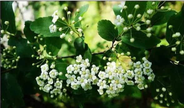 走，我们一起去白银菁茂万亩文冠果茶园赏花品茶.......