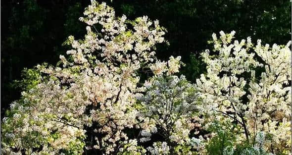 走，我们一起去白银菁茂万亩文冠果茶园赏花品茶.......