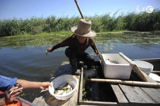 旅游攻略：带你轻松玩转白洋淀