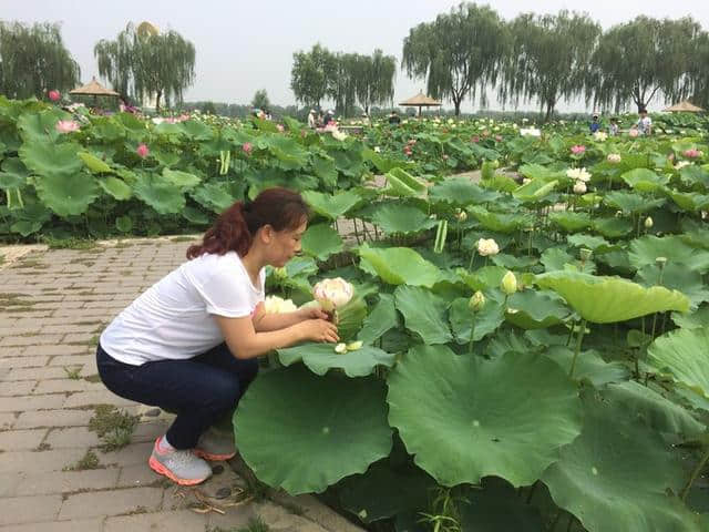 「紫塞」京津冀周边乡村旅游攻略四：我和我的发小游白洋淀（望月岛4号）