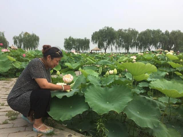 「紫塞」京津冀周边乡村旅游攻略四：我和我的发小游白洋淀（望月岛4号）