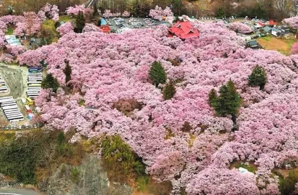 中山（三乡）首届樱花旅游文化节～唔系你估少嘢