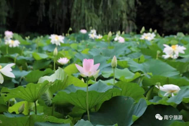 推荐 | 竹风清爽、碧莲夭夭，一起来南宁狮山公园观赏竹林荷花吧