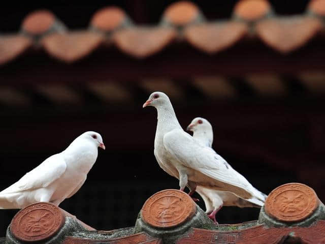 古寺，古塔，千年古刹——泉州开元寺之旅