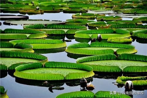 7月云南最美的季节，在对的时间去对的地方