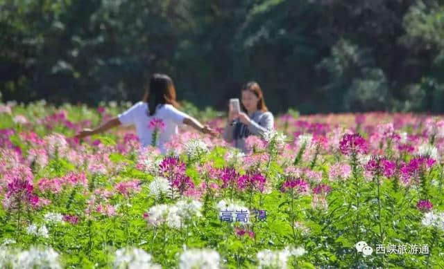 西峡花海果香冬撒千亩油菜籽，黄金花海明年春季约定你！