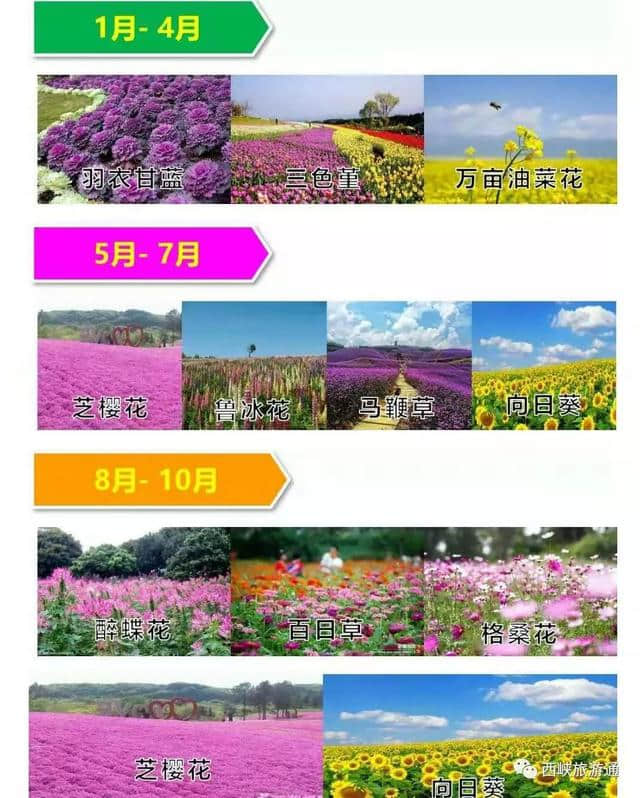 西峡花海果香冬撒千亩油菜籽，黄金花海明年春季约定你！