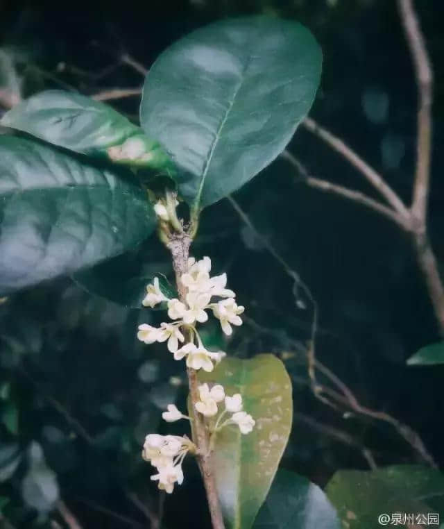 赏花、爬山、骑行……泉州秋天能去的地方实在太多！