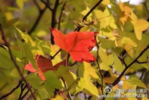 赏花、爬山、骑行……泉州秋天能去的地方实在太多！