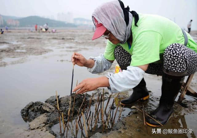 快来鲅鱼圈赶海吧，大潮来了，旅游玩点高端的抓蛏子钓蝼蛄虾