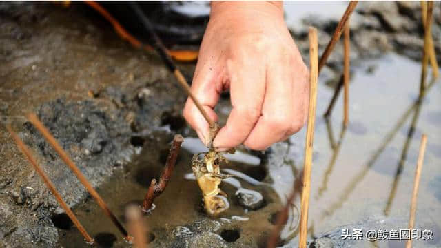 快来鲅鱼圈赶海吧，大潮来了，旅游玩点高端的抓蛏子钓蝼蛄虾