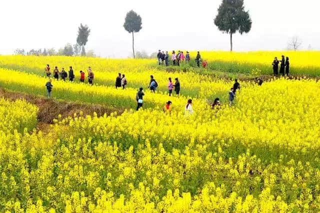 巴中恩阳夏季旅游愁去处？游山、玩水、摘水果……恩阳乡村游打包全送你