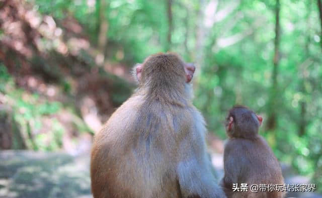 张家界时光自驾游介绍2019年暑假去张家界旅游攻略