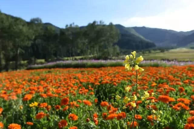 太全了！西宁最适合一日游的周边乡村景点，够你任性玩一年