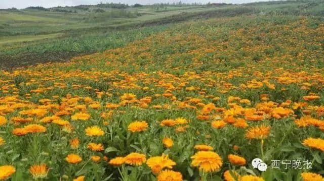 太全了！西宁最适合一日游的周边乡村景点，够你任性玩一年