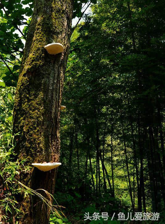 湖南旅游：南岳圣帝最后悔，漏数一座山，错过南岳宫最佳风水宝地