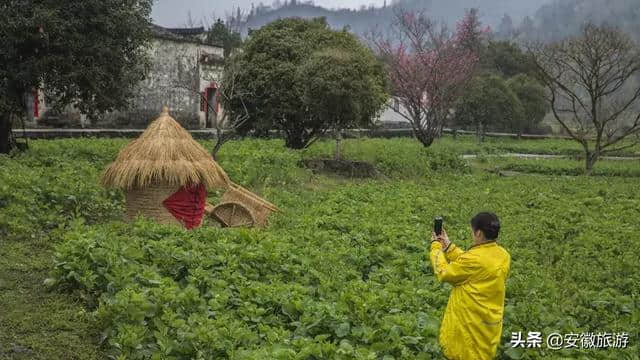 春游江淮|我与西递草人有个约会