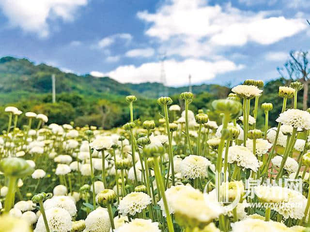 丰泽区首届菊花文化节开放在即 赏菊游玩攻略出炉