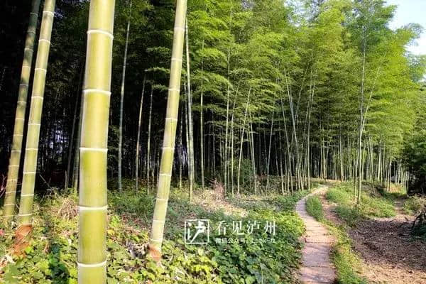 媲美蜀南竹海丨泸州这个景区气温比城区低5—8℃，还不收门票！