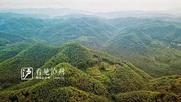 媲美蜀南竹海丨泸州这个景区气温比城区低5—8℃，还不收门票！