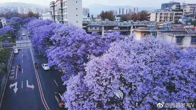 在中国四川西昌每到4、5月，整座城陆续开放高颜值的蓝花楹！