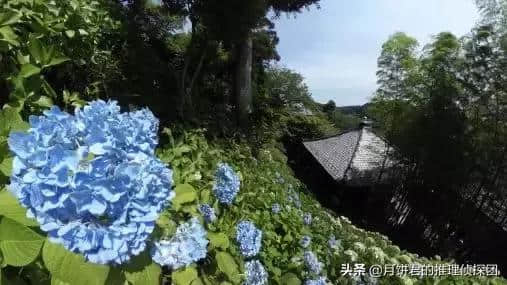 日本六月旅游推荐！雨季必去五大自然景点！镰仓、箱根、尾濑...