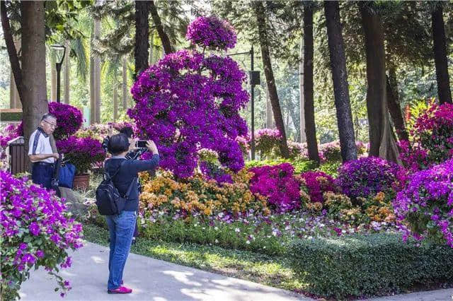 美美美！白云勒杜鹃花展惊艳来袭！最fun游玩攻略必收藏！