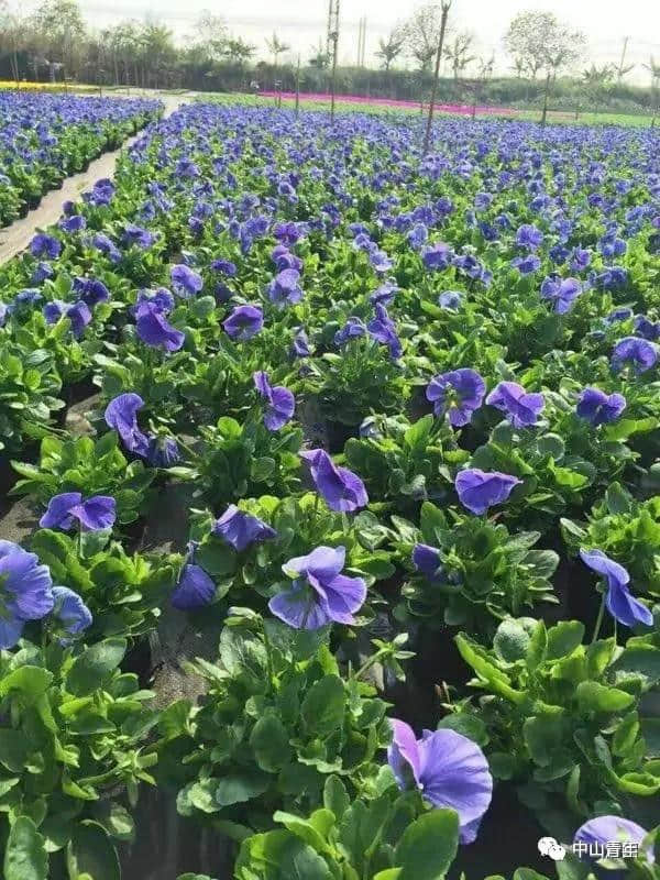 中山这些地方已变花海！春节赏花攻略，全家一起踏春吧！