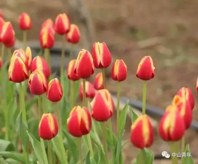 中山这些地方已变花海！春节赏花攻略，全家一起踏春吧！