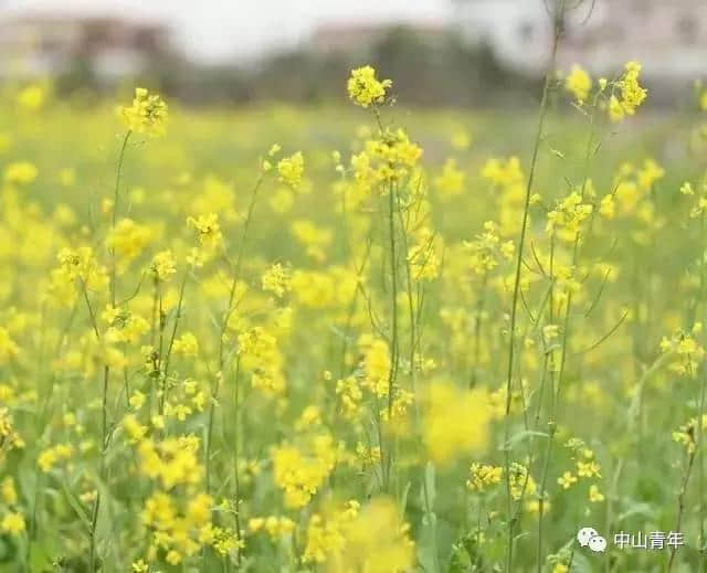 中山这些地方已变花海！春节赏花攻略，全家一起踏春吧！