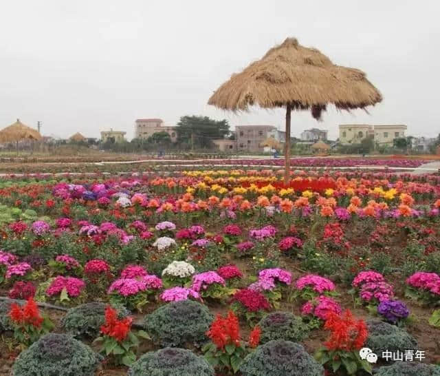 中山这些地方已变花海！春节赏花攻略，全家一起踏春吧！