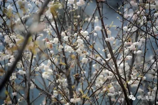 中山这些地方已变花海！春节赏花攻略，全家一起踏春吧！