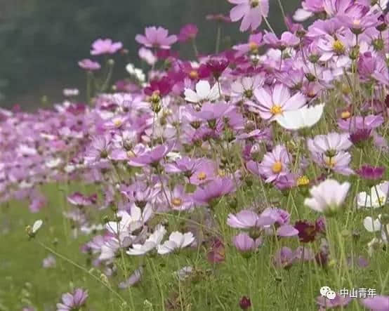 中山这些地方已变花海！春节赏花攻略，全家一起踏春吧！