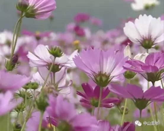 中山这些地方已变花海！春节赏花攻略，全家一起踏春吧！