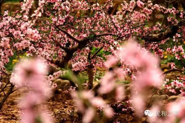 西宁周边最新赏花攻略，约吧！