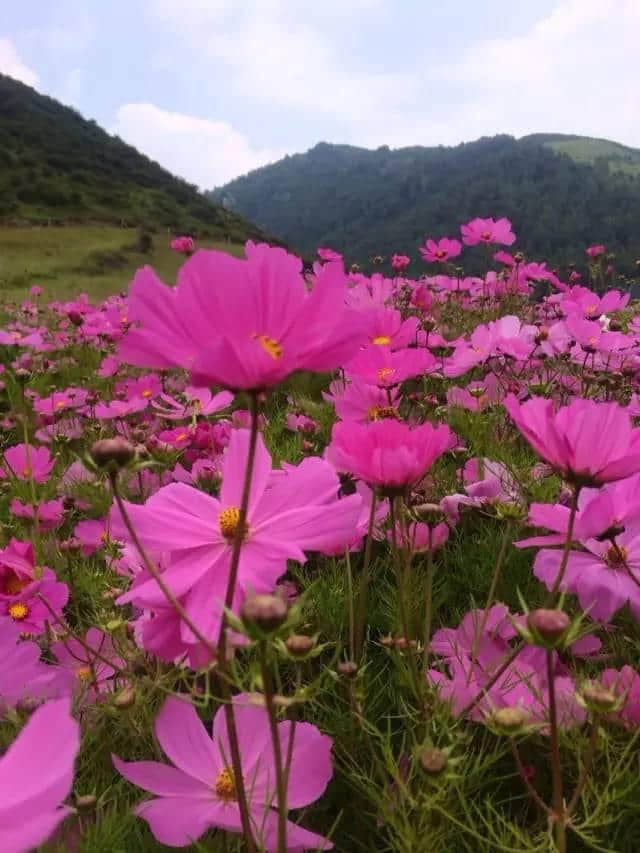 西宁周边最新赏花攻略，约吧！