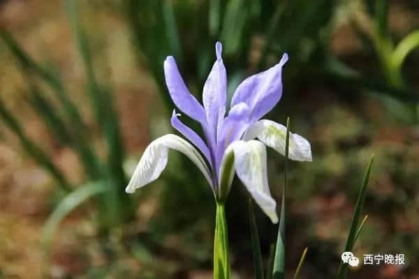 西宁周边最新赏花攻略，约吧！