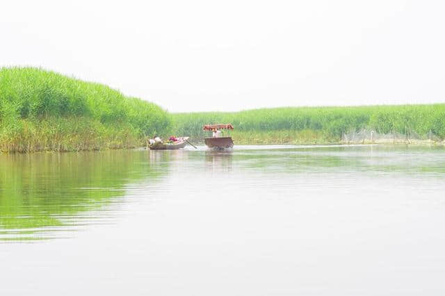 京津冀13城（紫塞）白洋淀游记攻略三十一：梦幻荷园（望月岛4号）