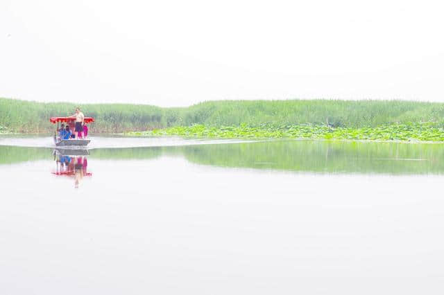 京津冀13城（紫塞）白洋淀游记攻略三十一：梦幻荷园（望月岛4号）