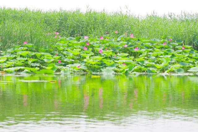 京津冀13城（紫塞）白洋淀游记攻略三十一：梦幻荷园（望月岛4号）